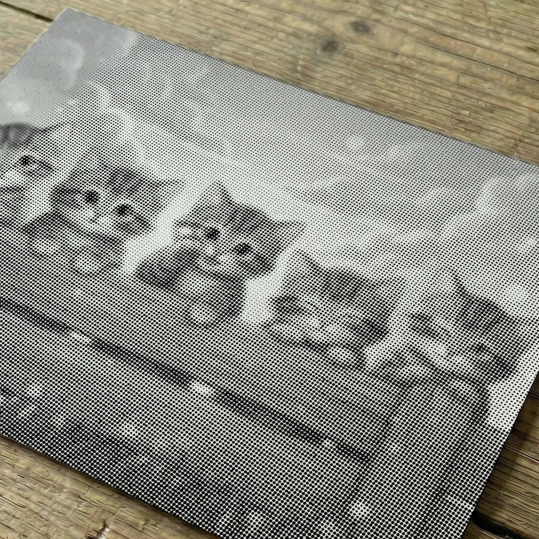 Kittens on the Fence Dot Painting
